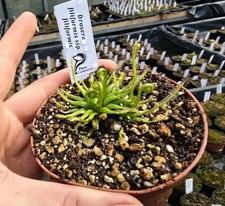 Drosera filiformis ssp