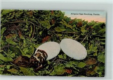 10534511 - Florida Artistic Serie Nr. 2198 Alligator Eggs Hatching, Florida,