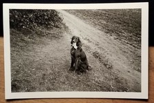 sitzender Hund mit langer