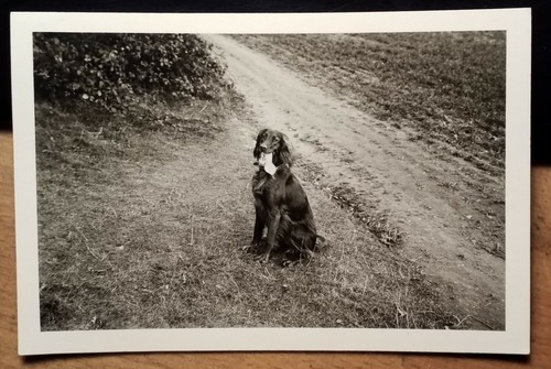 Sitzender hund mit - sitzender,