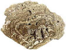 Miozän  Großer Stromatolith aus dem Tertiär von Dolnice CSFR  Criptozoon  KE32-7