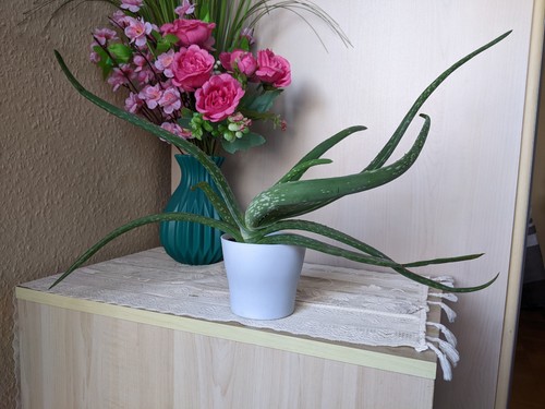 Aloe vera kräftige - aloe, –
