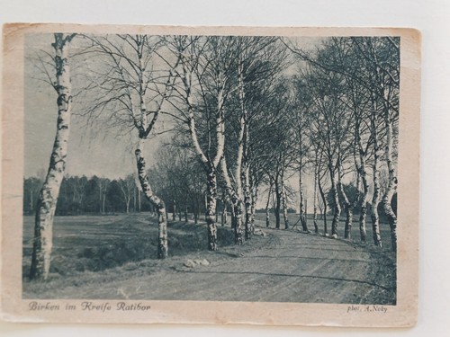 Birken kreise ratibor - kreise,