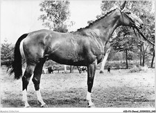 AIDP3-CHEVAUX-0173 -