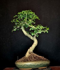 BONSAI CHINESISCHER LIGUSTER