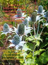 Riesen Mannstreu, Eryngium giganteum, Miss Willmott's ghost, 35 seeds, samen