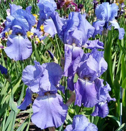 Schwertlilie heure bleue - "heure, bleue"