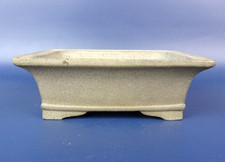 Japanischer TOKONAME Bonsai