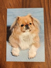 ? PEKING PALAST HUND PEKINGESE PEKINESE ? Hundepostkarte Tschechien AK HUND