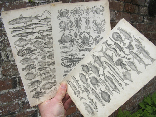 1870 fischkrebse oliver - fischkrebse,