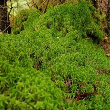 Sphagnum moos torfmoos - moos, lebend