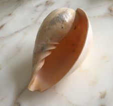 Muschel XL ca. 21 cm x15cm x