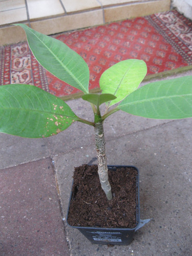 Plumeria rubra frangipani - plumeria,
