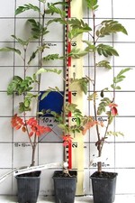 Sorbaronia fallax "Ivan`s Beauty"  -  essbare Eberesche X Apfelbeere