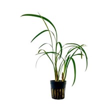 Terrarium pflanze ophiopogon - pflanze,