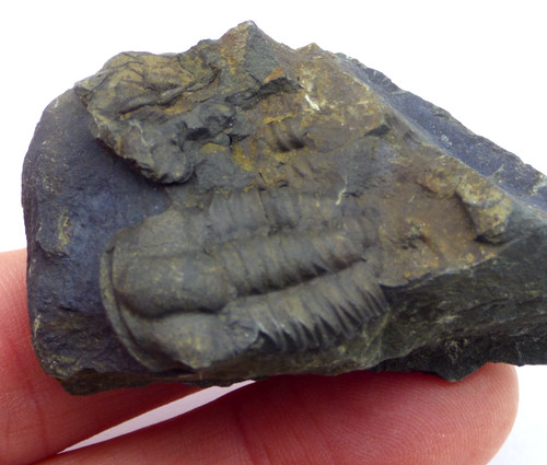 Fossil trilobit hoffi - fossil,