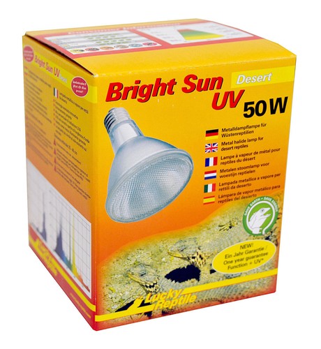 Lucky reptile bright - lucky,