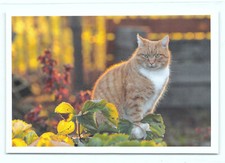 1 AK Katze 40° - NEU !!! #