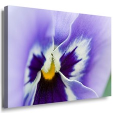 Stifmütterchen Blüme violet