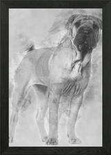 Shar Pei Welpe 6 Monate alt