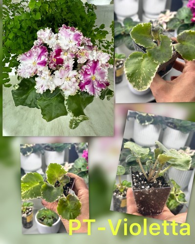 African violet - african, violet(pt-violetta)
