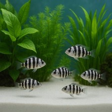 25kg Aquariumsand 0,1–0,5 mm