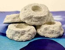 20x Coral Reef weiße SPS