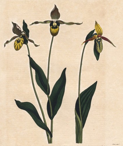 Frauenschuh the cypripedium - -,