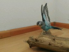 Taxidermie Tierpräparat 2 Köpfiger Wellensittich