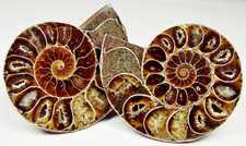 AMMONITEN PAAR - 2