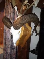 Kapitaler Muffel Widder auf