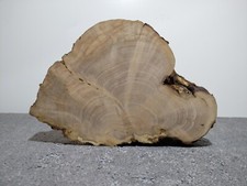 Maser,Baumscheibe