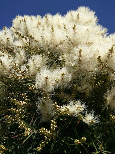 Gute blumen samen - gute, teebaum