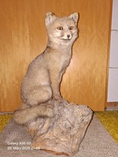 Präparierter, ausgestopfter