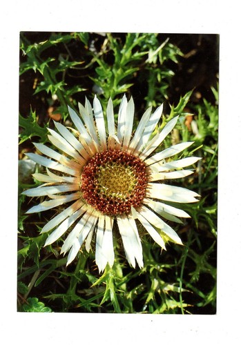 Ansichtskarte blumengrüße - ansichtskarte,