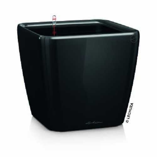 Lechuza quadro premium 43 - lechuza,