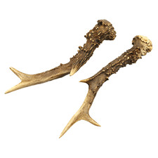 Abwurfstangen 2x Rehbock Geweih Passstangen gesäg Rehgeweih Krone Deko - Hirsch 