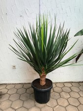 Dracaena draco 120–150cm Drachenbaum exotischer Baum Kanarischer Drachenbaum