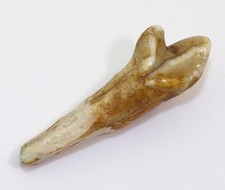 Höhlenbär, Ursus spelaeus, Quartär, Pleistozän, Zoolithenhöhle, Franken, D -L913