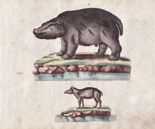 Nilpferd hippo tapir - tapir, original