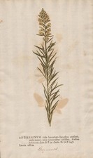 Löwenmäuler dragon flowers