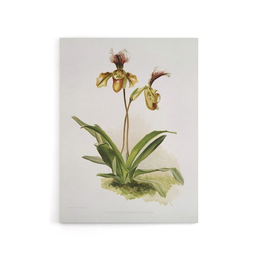Frederick sander cypripedium - sander,