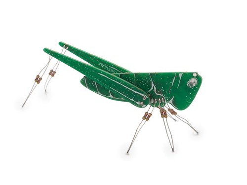 The conehead zirpen - zirpen, einer