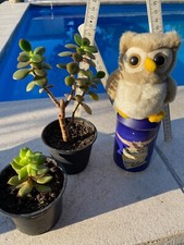 Harry Potter Eule Plüscheule, sehr guter Zustand ++ Sammeledition 2001 mit Dose