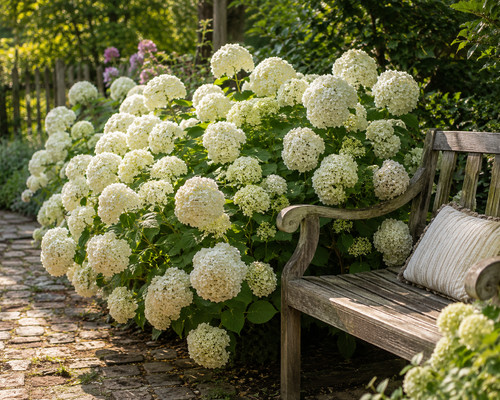 Schneeballhortensie neuheit - schneeballhortensie,