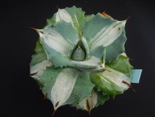 Agave potatorum f. medio-picta