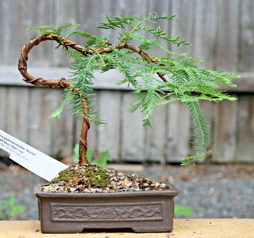 Samen bonsai sämereien - samen,