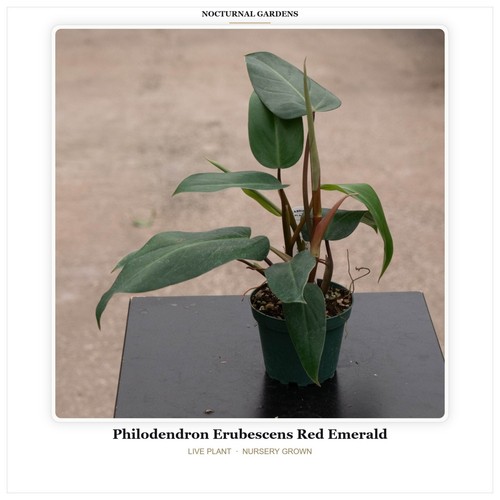 Philodendron erubescens red - philodendron,