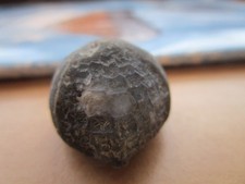 schöner versteinerter Seeigel