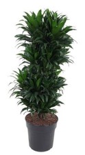 Drachenbaum Dracaena Compacta